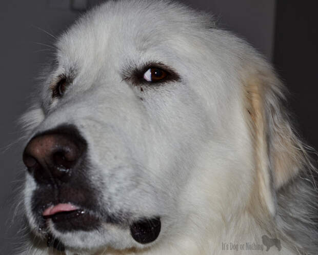 Great Pyrenees