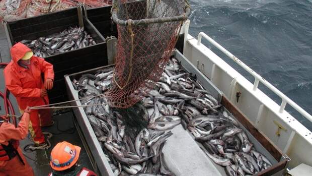 В течение этого года рыбаки Приморья поймали больше 400 тысяч тонн минтая