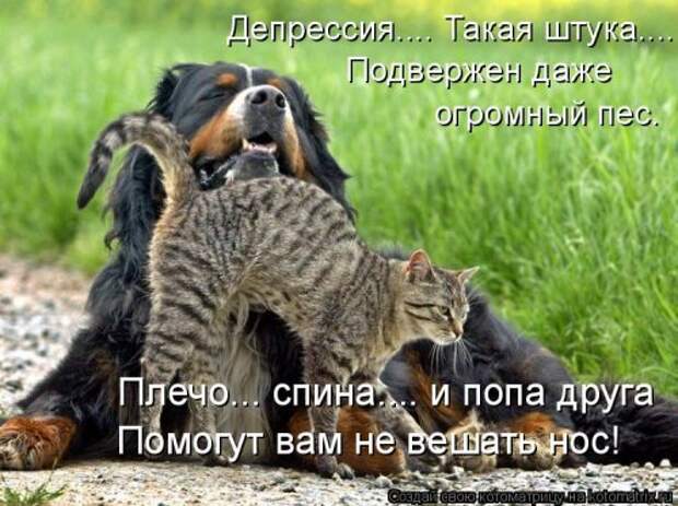 Отличная котоматрица для поднятия настроения (40 фото)