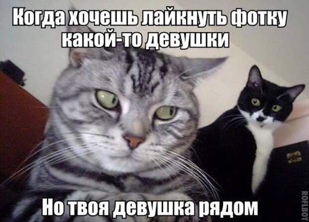 Смешные картинки с надписями (о наших девушках) девушки, прикол, юмор
