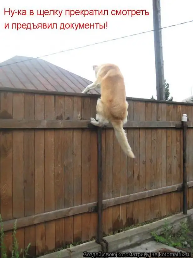 Никуда не спрятаться. Кот на заборе. Смешной забор. Собака на заборе. Смешные коты с надписями на даче.