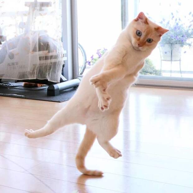 10 клевых фото кота из Японии, который танцует лучше тебя