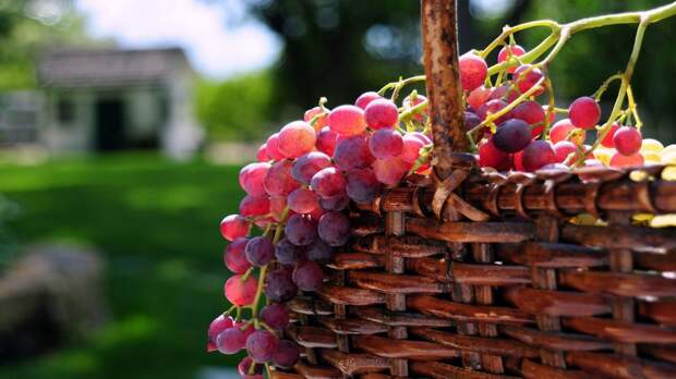 Притча «Виноградная гроздь. Круговорот любви»