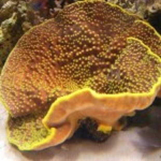YellowScroll