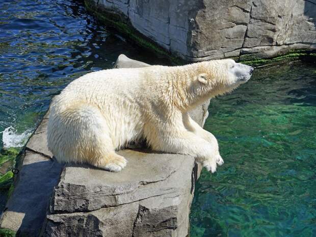 В Челябинске гость зоопарка кинул палку колбасы в белого медведя