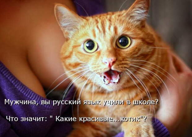 Лучшие котоматрицы недели (50 фото)