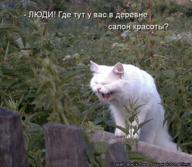 Свежая прикольная котоматрица (26 фото)