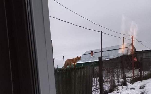 Чёрные норки и лисы идут в атаку: сельчане пытаются спасти кур и уток в Рязанской области