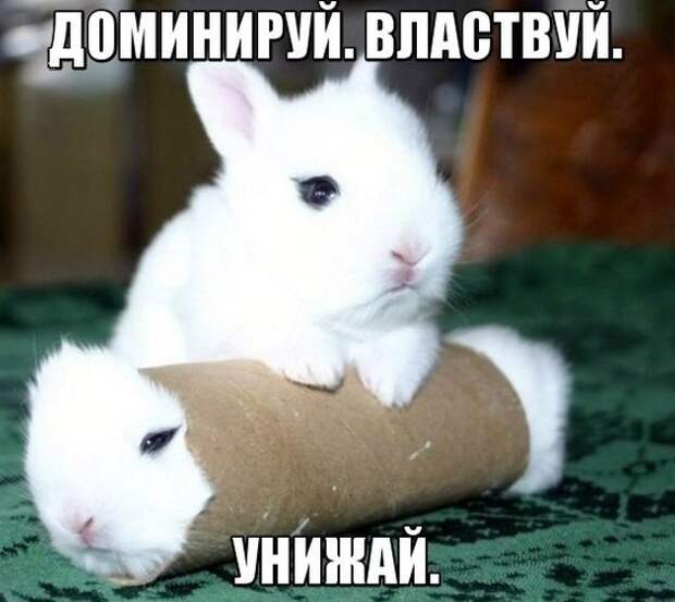 Картинки со смешными подписями картинки, прикол, юмор
