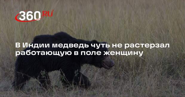 В Индии медведь чуть не растерзал работающую в поле женщину
