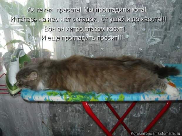 Новая отличная котоматрица (37 фото)