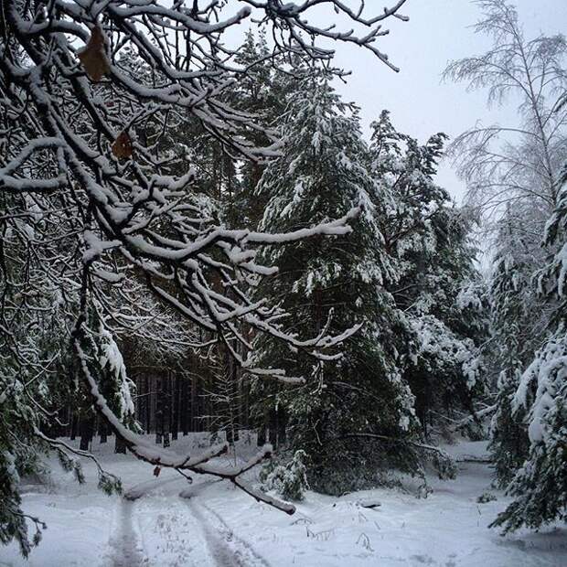 По снегу тоже можно скучать. Sometimes I miss it. #voronezh #russia #winter #snow По снегу тоже можно скучать. Sometimes I miss it. #voronezh #russia #winter #snow