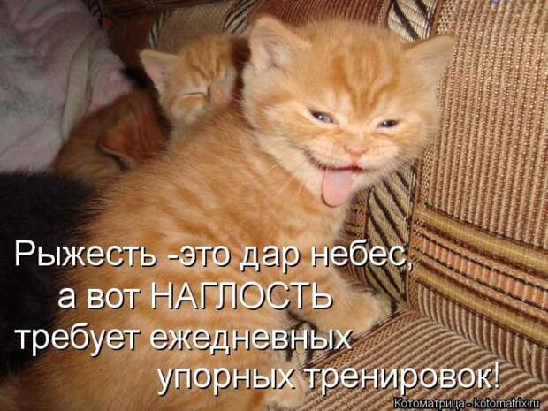 Лучшие котоматрицы недели Лучшие котоматрицы недели
