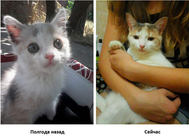 бездомного котенка вылечили