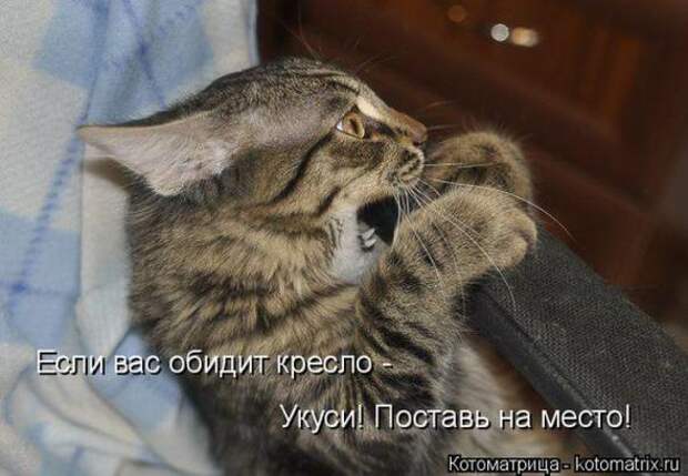 Котоматрицы (картинки с надписями)