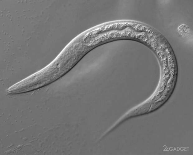 Ученые из США перепрограммировали «мозг» червя с помощью нейронов гидры