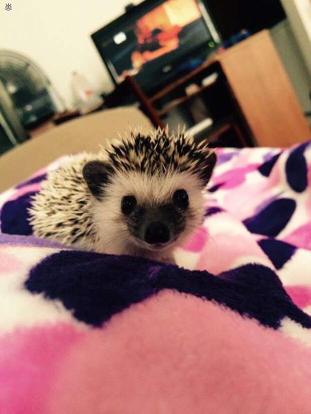 Забавности и оригинальности 31