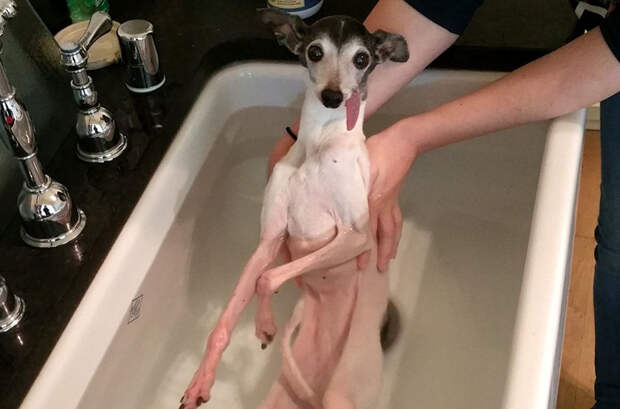 Лицо попроще: животные отличающиеся удивительной внешностью Лицо попроще: животные отличающиеся удивительной внешностью животные, история, факты