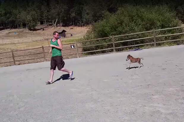 tiniest-miniature-horse-chasing-coverimage1