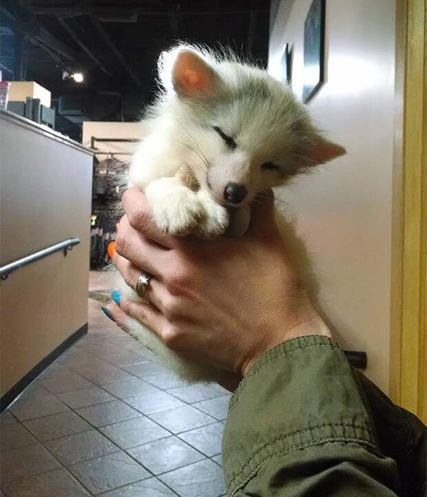лис