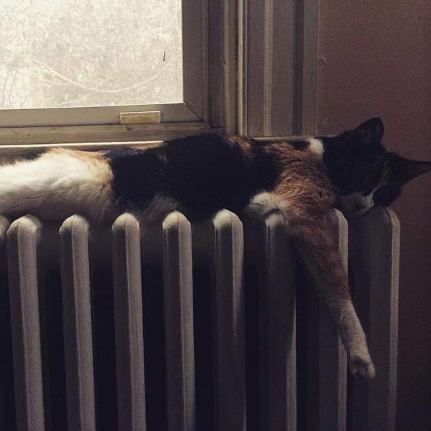 25 кошек, которые спят где угодно, кроме ваших коленей кошки спят, кошки спят в необычных местах