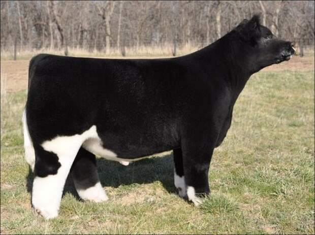 fluffy-cows3