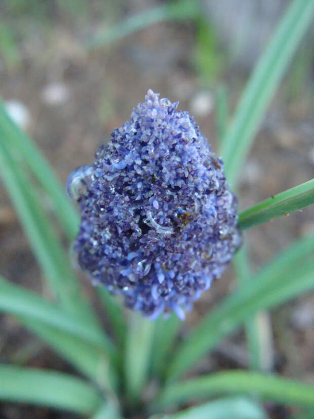 DSC00800 (525x700, 437Kb)