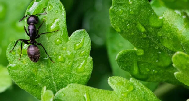 Как избавить свой сад от муравьев: простое и эффективное средство, о котором не знали дачники