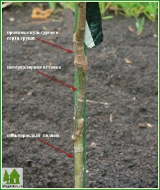 Прививка яблони фото как выглядит на саженце