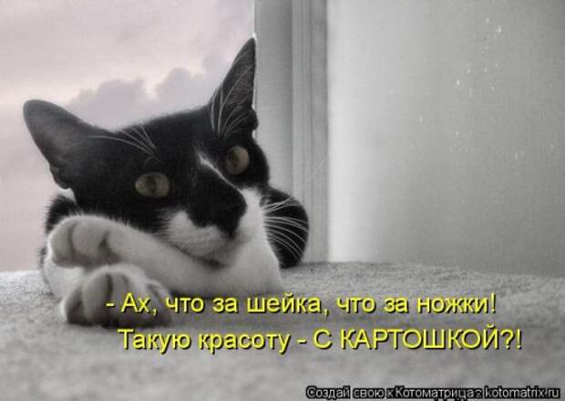 Новая котоматрица (36 фото)