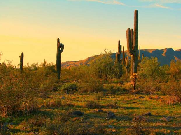 north-americas-largest-cacti-can-be-found-in-saguaro-national-park-arizona-which-was-established-to-protect-the-plants-habitat