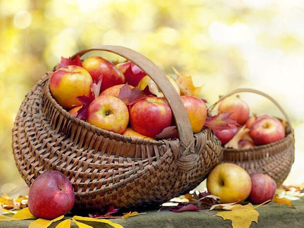 Обои на kards.qip.ru - Фоновые рисунки с тегом яблоки - Яблочный урожай