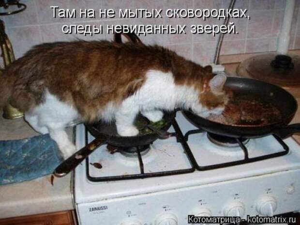 Котоматрицы (картинки с надписями)