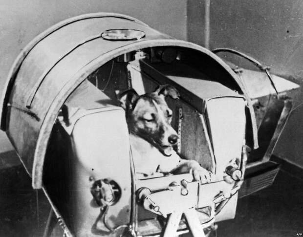 История Лайки: единственная собака, отправленная в космос погибать