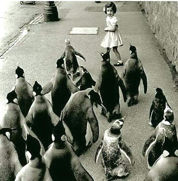 Стая пингвинов следует за маленькой девочкой по улице, 1930-е годы 20 век, история, фотографии