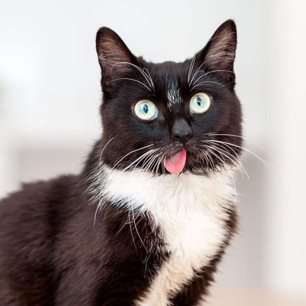 There's This Amazing Cat Called Jaws At My Shelter Right Now