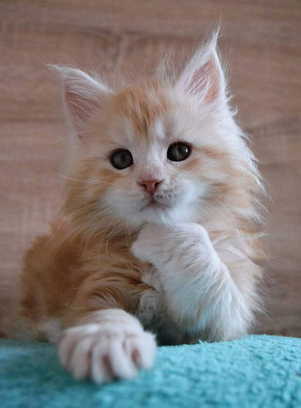 50 котят породы мейн-кун, которые ещё только ждут своего взросления