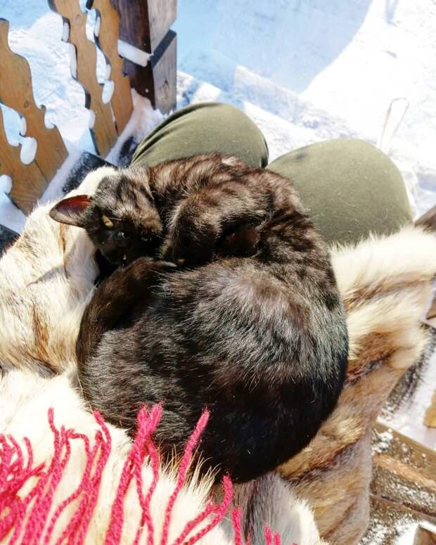 кот спит