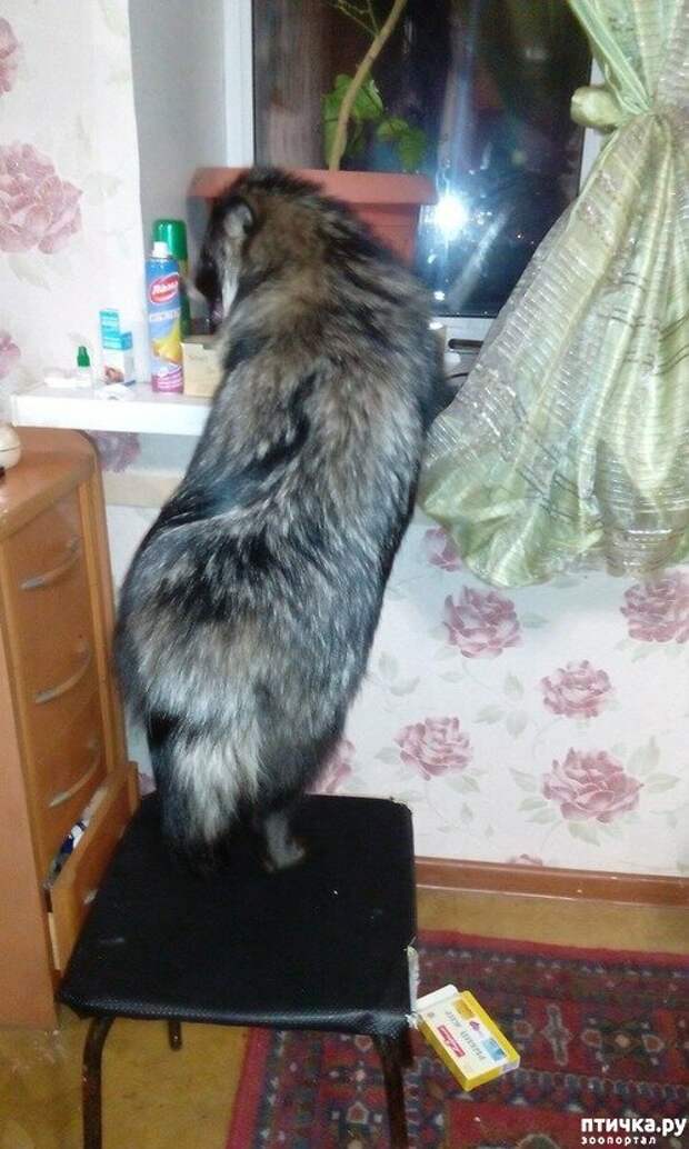 Что там за окном на улице, может погулять?