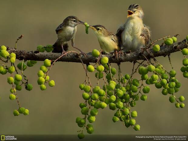 лучшие снимки фотоконкурса National Geographic 2014 птица с птенцами