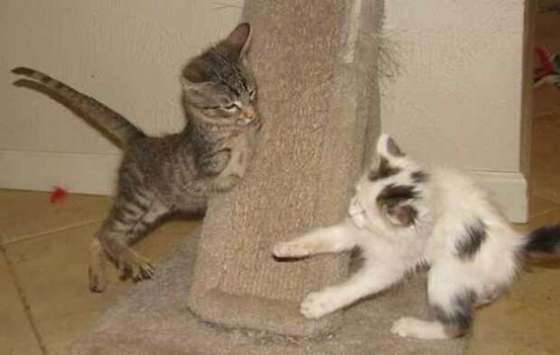 Котенок без передних лап