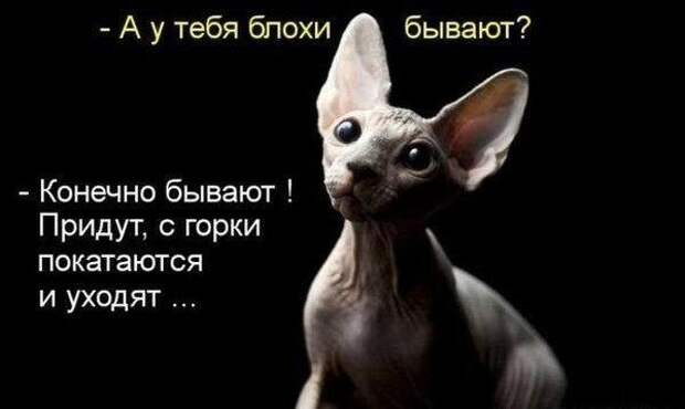 Кошачий фотопост! Кошачий фотопост! коты, юмор