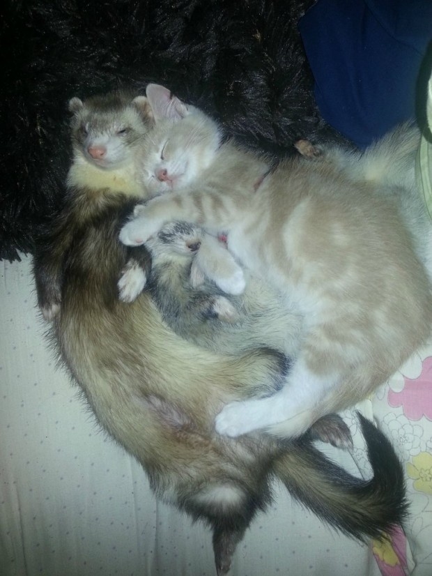 дружба двух хорьков и котенка, рыжи котенок дружит с хорьками, котоено и хорьки