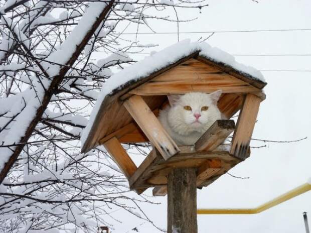 Коты, что парят, словно птицы Коты, что парят, словно птицы