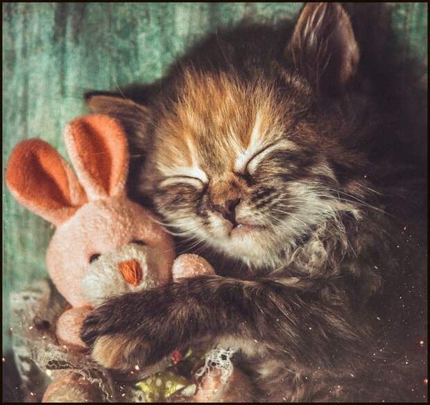 Няшки - Милашки  животные, коты