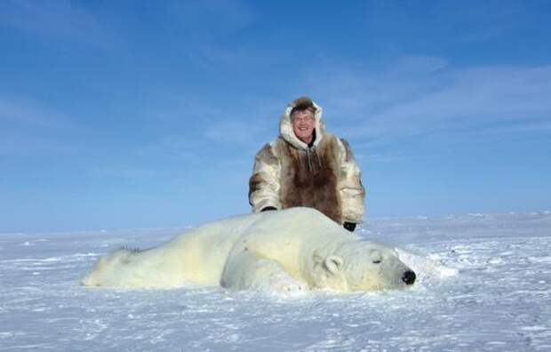 Почему уменьшается численность белых медведей в Арктике?