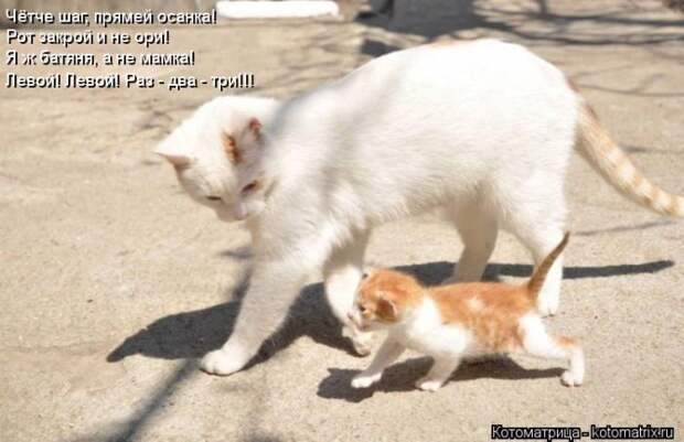 Лучшие котоматрицы недели (50 фото)