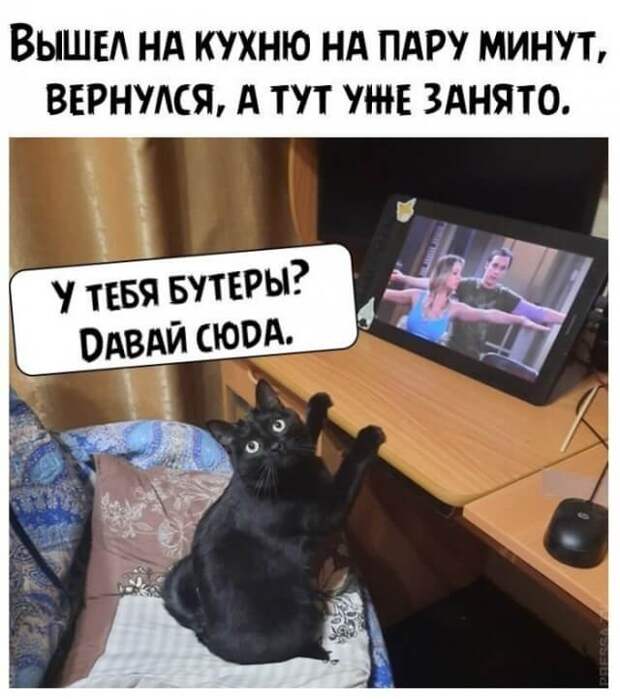 Кот занял место