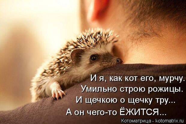 Котяры на приколе и их шаловливые друзья (35 фото)