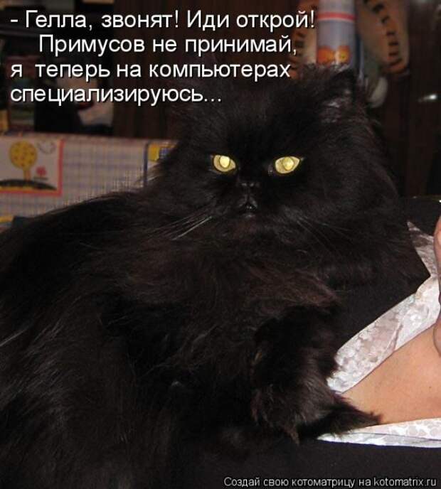 Лучшие котоматрицы недели